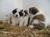 catei saint bernard