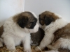 catei saint bernard