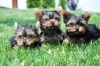 Catelusi Yorkshire Terrier