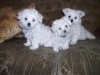 Catei  Bishon Bolognese,Frise,Maltese si Havanese