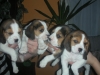 Vand catei Beagle de 7 saptamini 500 ron