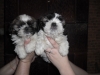 Shih-tzu de 7 saptamini 