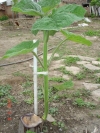 rasaduri de paulownia