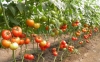 Gravitet F1, seminte tomate