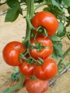 Seminte-de-tomate-Shirley-F1-