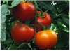 Seminte de tomate - Gravitet F1