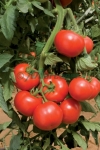 Seminte-de-tomate-Amanda-F1-