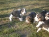 catei beagle de 7 sapt!