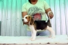 Crescator  vand catei Beagle cu pedigree 