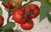 Seminte de tomate Qualitet F1