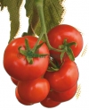 Seminte de tomate Ivet-F1