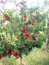 Pepiniera pomicola/ pomi fructiferi de vanzare