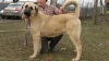 KANGAL-Anatolian-Shepherd-Dog