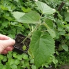 cautam distribuitori paulownia