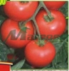 Vindem seminte de tomate - Alvaro F1