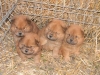 chow-chow