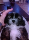 Vand catel Shih Tzu, femela, 8 saptamani