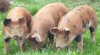 Vindem Porci de Carne pentru Abator
