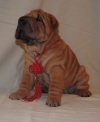 preturi reduse pui shar pei