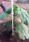 Paulownia copacii cu cea mai rapida crestere.