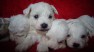 Vand catei Coton de tulear