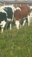 Vand 3 vaci Holstein si 2 baltata romaneasca