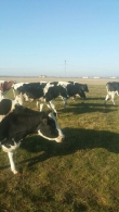 Vand 21 vaci Holstein si baltata romaneasca