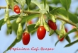 Pepiniera Goji Brasov - plante de calitate