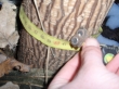 radacini paulownia tomentosa cu o lungime intre 20 si 30cm.  diferite grosimi la pretul de 15 lei