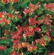 Lonicera japonica -caprifoi-gard viu-10+5 gratis