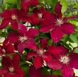 Clematite la ghiveci-10+5 gratis-1m inaltime