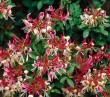 Lonicera japonica -caprifoi-gard viu-10+5 gratis