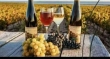 Vând struguri de vin productie 2023