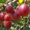 arbusti-fructiferi-pentru-gradina-si-plantatii-comerciale
